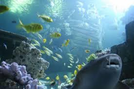 Aquário Sea Life